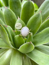 Load image into Gallery viewer, Queen Victoria Ring
